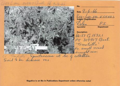 Click for 2 image(s) for this accession. Field